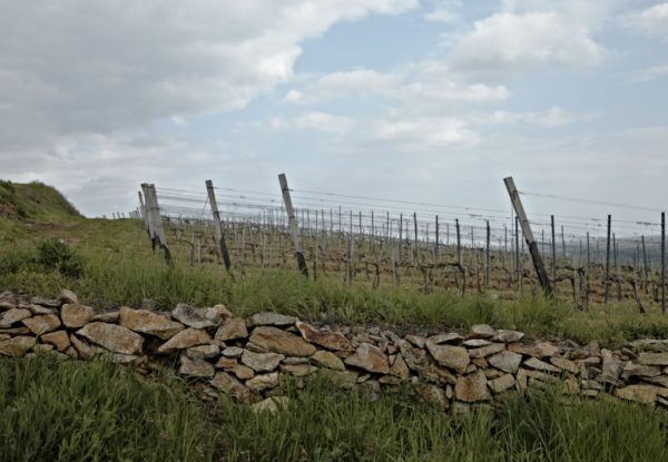 Sauska Tokaj vineyards