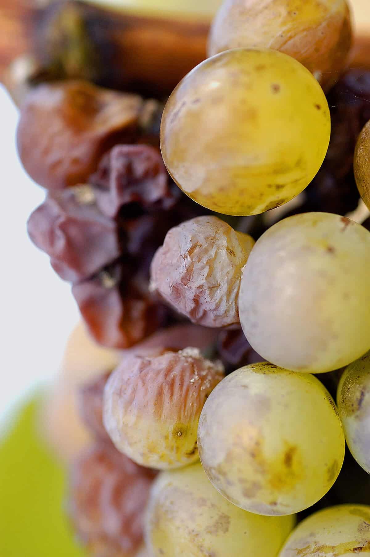 Botrytised Aszú berries from Tokaj