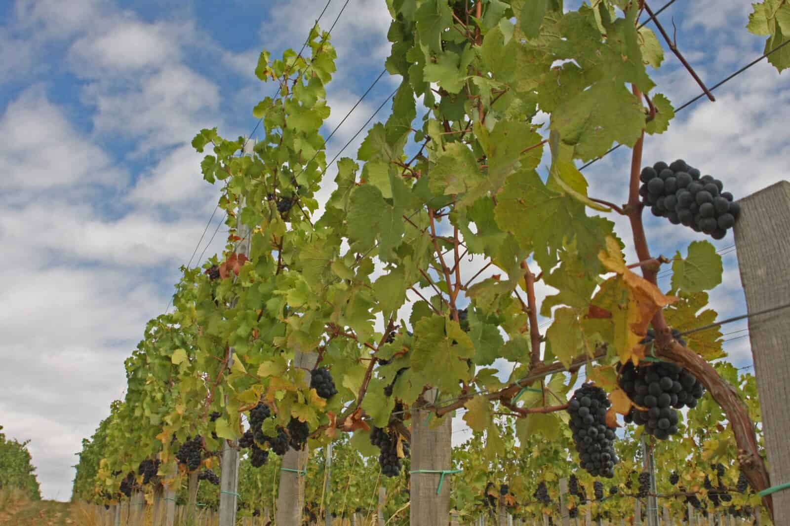 Vine row in Villány with ripe blue grapes against a cloudy sky